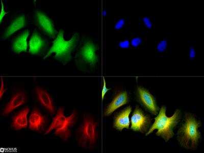 Immunocytochemistry/ Immunofluorescence: MUC1 Antibody - BSA Free [NBP1-60046]