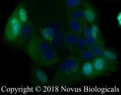 Immunocytochemistry/ Immunofluorescence: MUC1 Antibody (SM3) - BSA Free [NB120-22711]