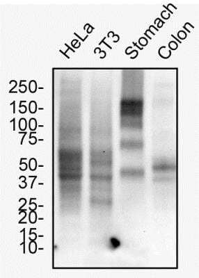 Western Blot: MUC1 AntibodyBSA Free [NBP1-60046]