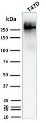 Western Blot: MUC1 Antibody (139H2)Azide and BSA Free [NBP2-47888]