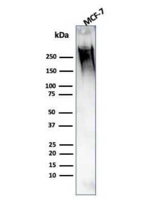 Western Blot: MUC1 Antibody (139H2)Azide and BSA Free [NBP2-47888]