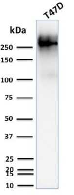 Western Blot: MUC1 Antibody (139H2) [NBP2-44666]