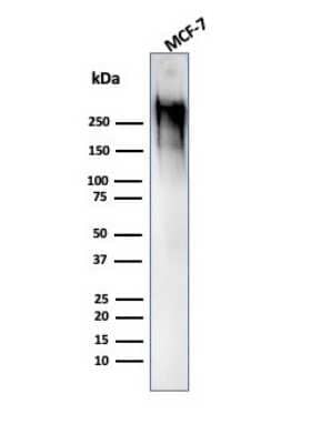 Western Blot: MUC1 Antibody (GP1.4)Azide and BSA Free [NBP2-33174]