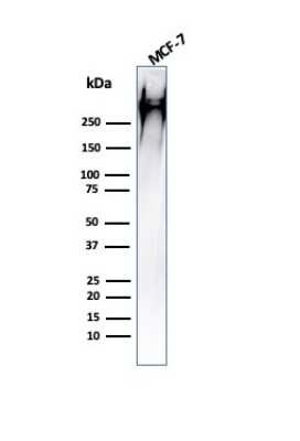 Western Blot: MUC1 Antibody (HMPV)Azide and BSA Free [NBP2-47883]