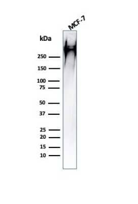 Western Blot: MUC1 Antibody (HMPV) [NBP2-44657]