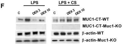 Knockout Validated: MUC1 Antibody - BSA Free [NBP1-60046]