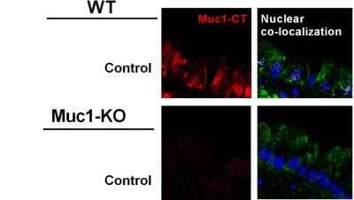 Knockout Validated: MUC1 Antibody - BSA Free [NBP1-60046]
