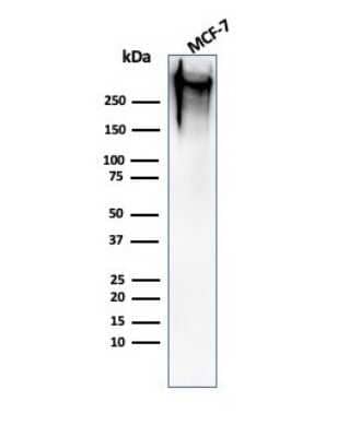 Western Blot: MUC1 Antibody (MUC1/520)Azide and BSA Free [NBP2-47886]