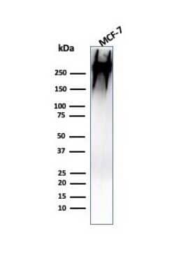 Western Blot: MUC1 Antibody (MUC1/955)Azide and BSA Free [NBP2-47884]