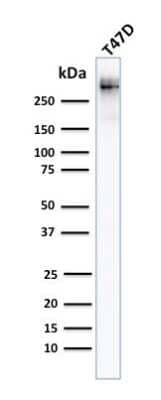 Western Blot: MUC1 Antibody (MUC1/955) [NBP2-44658]