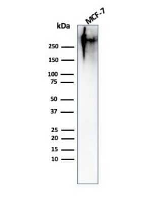 Western Blot: MUC1 Antibody (MUC1/967)Azide and BSA Free [NBP2-47885]