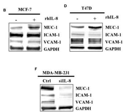 Western Blot: MUC1 Antibody (SPM132)Azide and BSA Free [NBP2-34737]