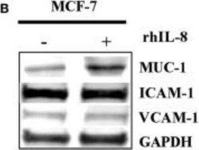 Western Blot: MUC1 Antibody (SPM132) [NBP2-32877]