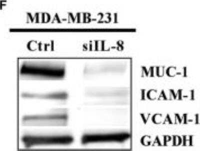 Western Blot: MUC1 Antibody (SPM132) [NBP2-32877]