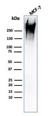 Western Blot: MUC1 Antibody (rMUC1/960)Azide and BSA Free [NBP2-54346]