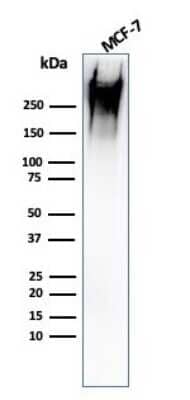 Western Blot: MUC1 Antibody (rMUC1/960) [NBP2-53286]