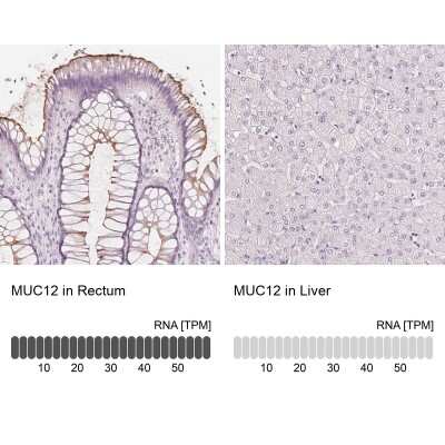 Immunohistochemistry-Paraffin: MUC12 Antibody [NBP1-82607]