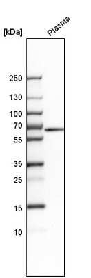 Western Blot: MUC13 Antibody [NBP1-92147]