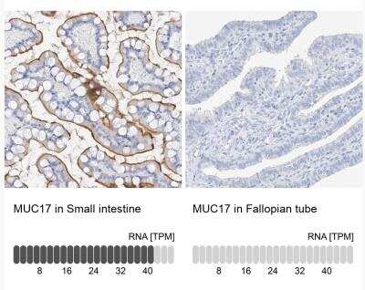 Immunohistochemistry-Paraffin: MUC17 Antibody [NBP1-91013]