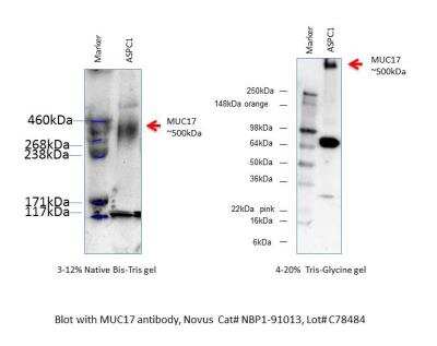 Western Blot: MUC17 Antibody [NBP1-91013]