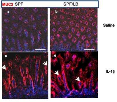 Immunohistochemistry: MUC2 Antibody (996/1) - BSA Free [NB120-11197]