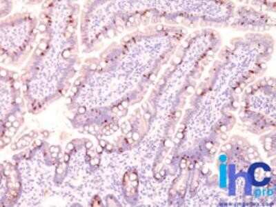 Immunohistochemistry-Paraffin: MUC2 Antibody (CCP58) - Azide and BSA Free [NBP2-33157]