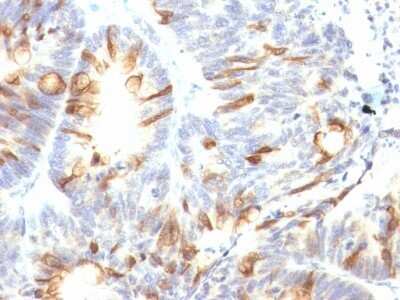 Immunohistochemistry-Paraffin: MUC2 Antibody (CCP58) - Azide and BSA Free [NBP2-33157]