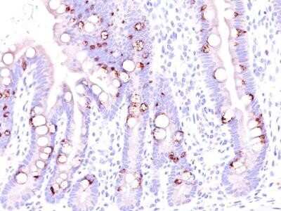 Immunohistochemistry-Paraffin: MUC2 Antibody (CCP58) - Azide and BSA Free [NBP2-33157]