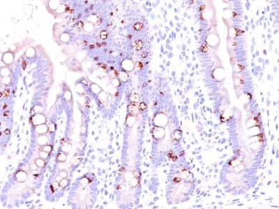 Immunohistochemistry-Paraffin: MUC2 Antibody (CCP58) [NBP2-25221]