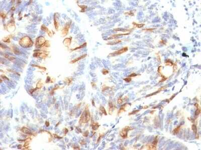 Immunohistochemistry-Paraffin: MUC2 Antibody (CCP58) [NBP2-25221]