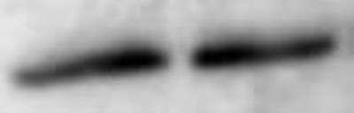 Western Blot: MUC2 Antibody (CCP58) [NBP2-25221]