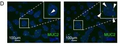 Immunocytochemistry/ Immunofluorescence: MUC2 Antibody [NBP1-31231]