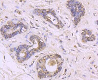 Immunohistochemistry-Paraffin: MUC2 Antibody (JA10-92) [NBP2-66961]