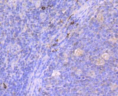 Immunohistochemistry-Paraffin: MUC2 Antibody (JA10-92) [NBP2-66961]