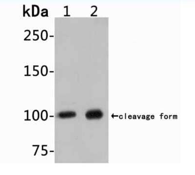 Western Blot: MUC2 Antibody (JA10-92) [NBP2-66961]