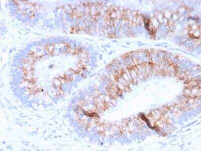 Immunohistochemistry-Paraffin: MUC2 Antibody (MLP/842) - Azide and BSA Free [NBP2-47685]