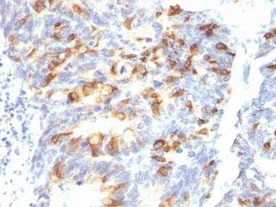 Immunohistochemistry-Paraffin: MUC2 Antibody (MLP/842) - Azide and BSA Free [NBP2-47685]