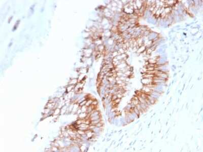 Immunohistochemistry-Paraffin: MUC2 Antibody (SPM513) - Azide and BSA Free [NBP3-11491]