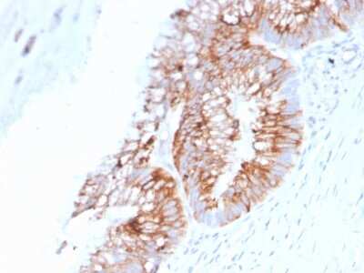 Immunohistochemistry-Paraffin: MUC2 Antibody (SPM513) [NBP2-44430]