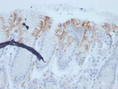 Immunohistochemistry-Paraffin: MUC2 Antibody (rMLP/842) - Azide and BSA Free [NBP3-08239]