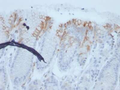 Immunohistochemistry-Paraffin: MUC2 Antibody (rMLP/842) [NBP3-07237]