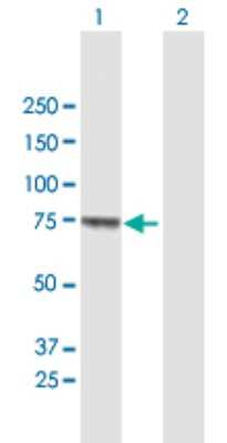 Western Blot: MUC20 Antibody [H00200958-B01P]