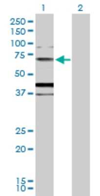 Western Blot: MUC20 Antibody [H00200958-D01P]