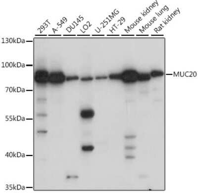 Western Blot: MUC20 AntibodyAzide and BSA Free [NBP2-94455]