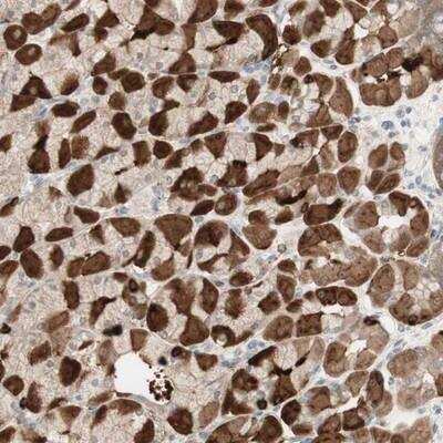 Immunohistochemistry-Paraffin: MUC3 Antibody [NBP1-87742]