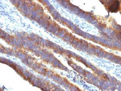 Immunohistochemistry-Paraffin: MUC3 Antibody (M3.1) - Azide and BSA Free [NBP2-47686]