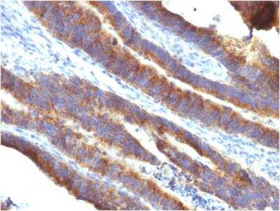 Immunohistochemistry-Paraffin: MUC3 Antibody (M3.1) - IHC-Prediluted [NBP2-48392]