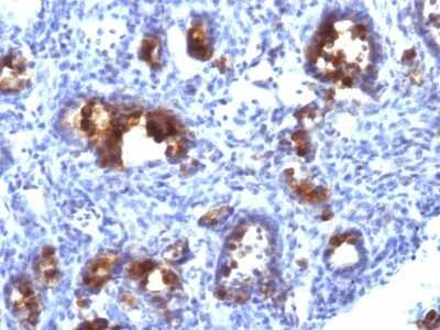 Immunohistochemistry-Paraffin: MUC3 Antibody (MUC3/1154) [NBP2-44434]