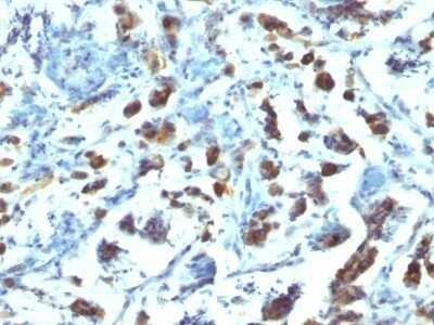 Immunohistochemistry-Paraffin: MUC3 Antibody (SPM200) - IHC-Prediluted [NBP2-48414]