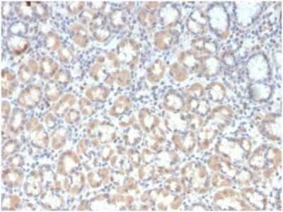 Immunohistochemistry-Paraffin: MUC3 Antibody (rMUC3/1154) [NBP3-13973]